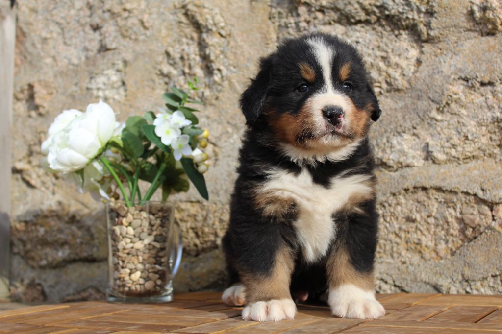 Du Domaine D'Alvheim - Chiots disponibles - Bouvier Bernois