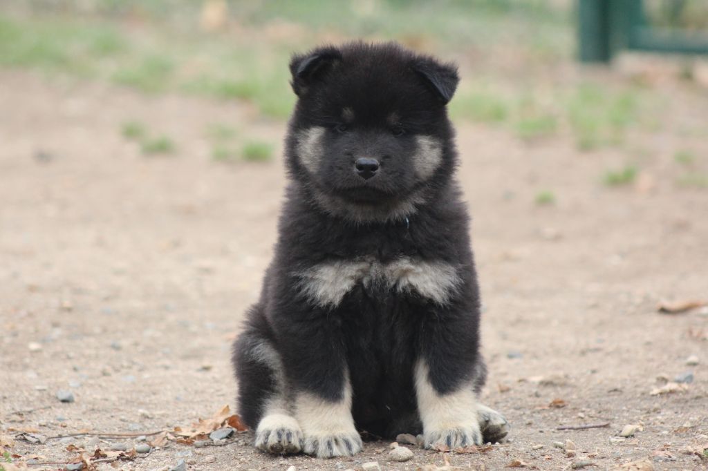 Du Domaine D'Alvheim - Chiots disponibles - Eurasier