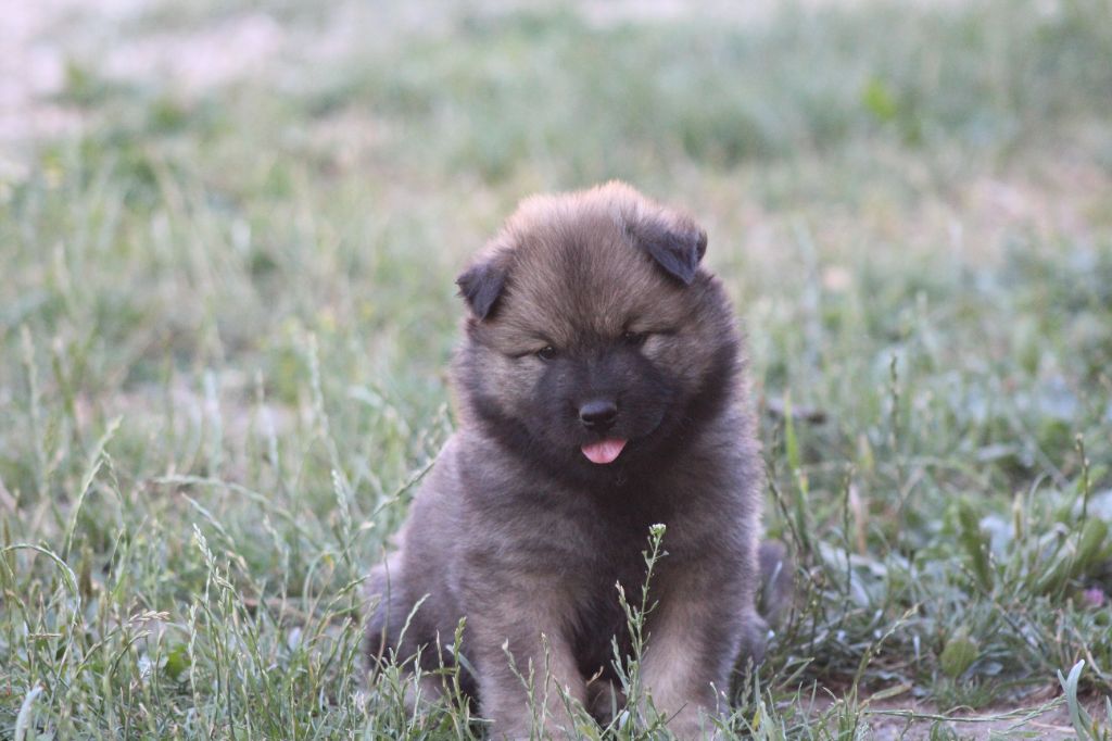 Du Domaine D'Alvheim - Chiots disponibles - Eurasier