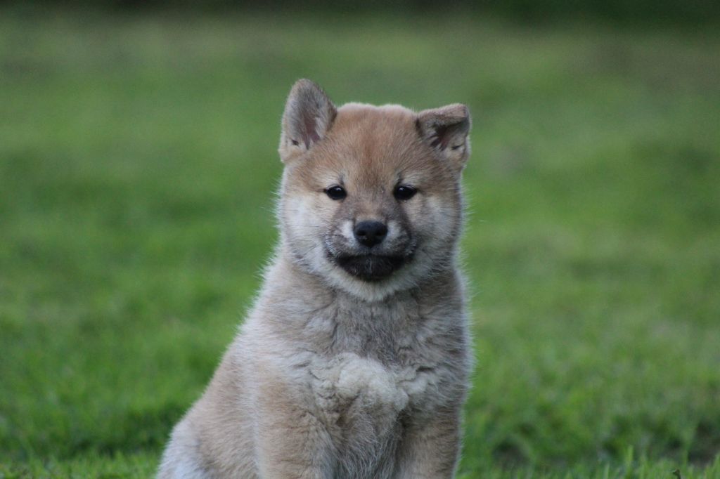 Du Domaine D'Alvheim - Chiots disponibles - Shiba