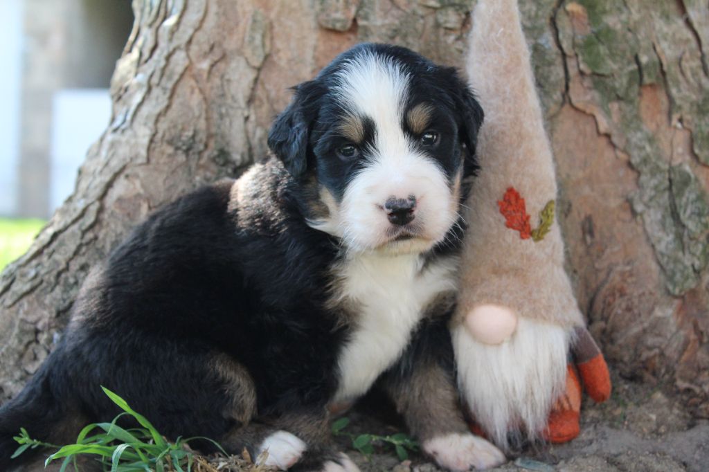 Du Domaine D'Alvheim - Chiots disponibles - Bouvier Bernois
