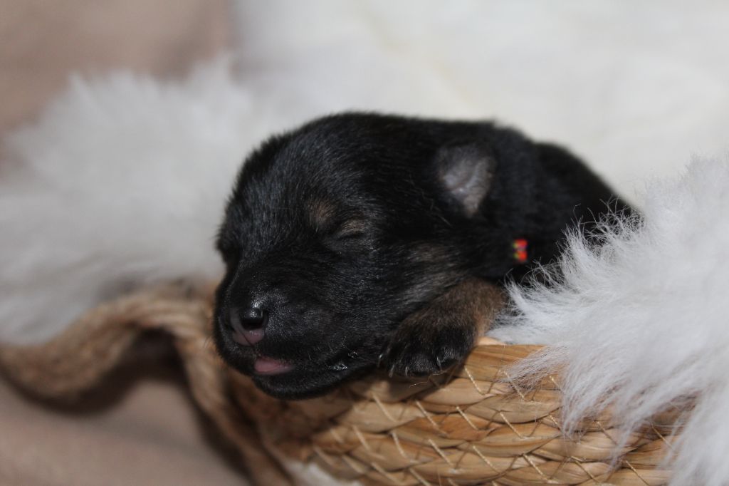 Du Domaine D'Alvheim - Chiots disponibles - Eurasier