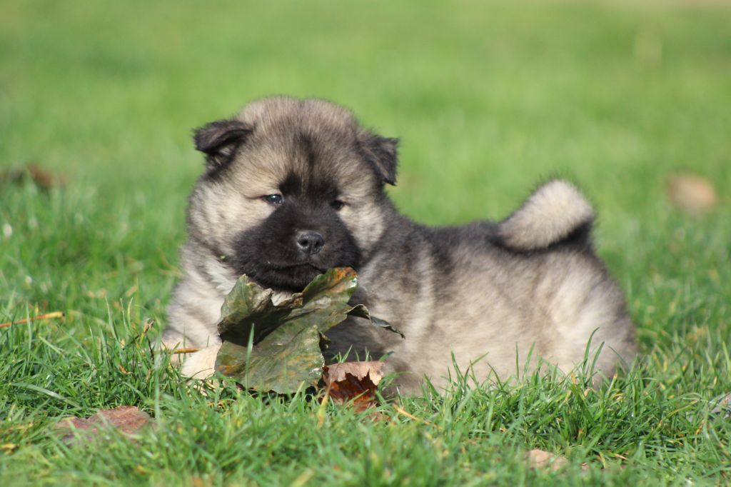 Du Domaine D'Alvheim - Chiots disponibles - Eurasier