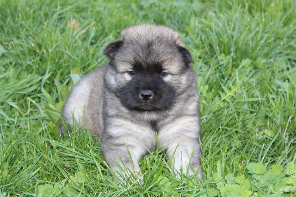 Du Domaine D'Alvheim - Chiots disponibles - Eurasier