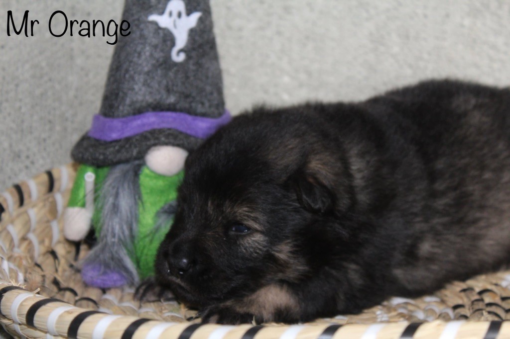 Du Domaine D'Alvheim - Chiots disponibles - Eurasier