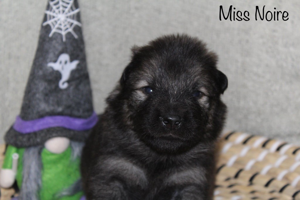 Du Domaine D'Alvheim - Chiots disponibles - Eurasier