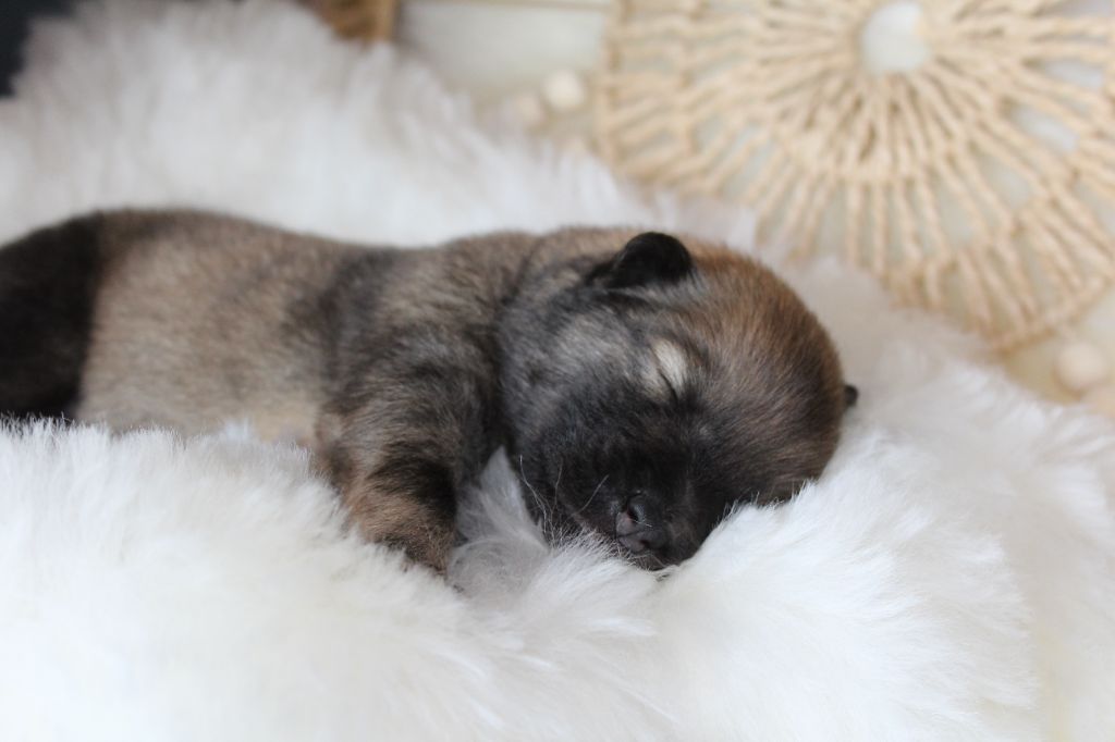 Du Domaine D'Alvheim - Chiots disponibles - Eurasier
