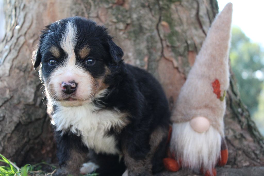 Du Domaine D'Alvheim - Chiots disponibles - Bouvier Bernois
