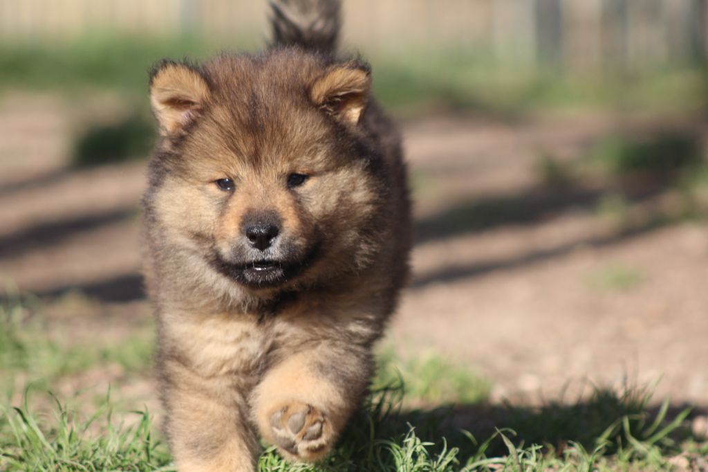Du Domaine D'Alvheim - Chiots disponibles - Eurasier