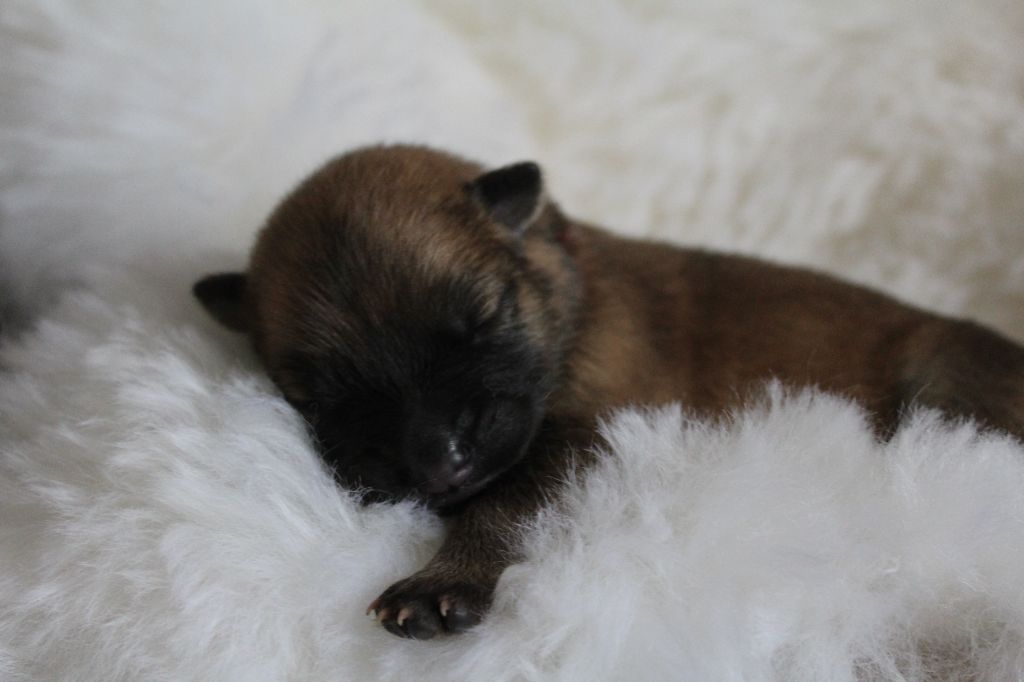Du Domaine D'Alvheim - Chiots disponibles - Eurasier