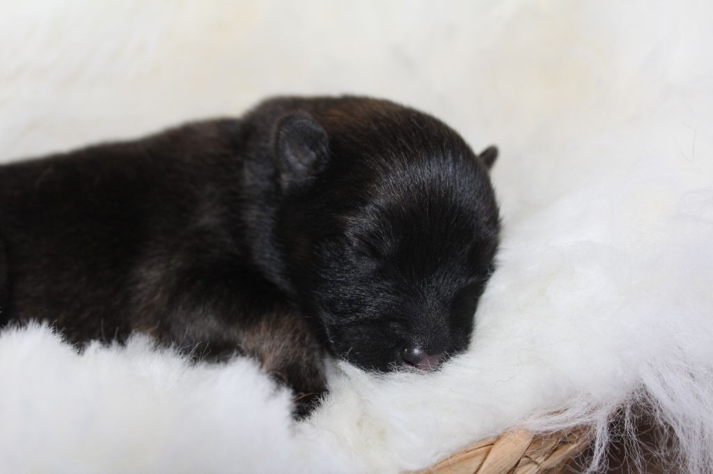 Du Domaine D'Alvheim - Chiots disponibles - Eurasier