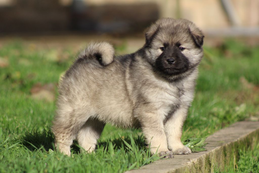 Du Domaine D'Alvheim - Chiots disponibles - Eurasier