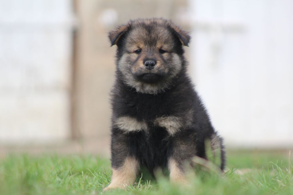 Du Domaine D'Alvheim - Chiots disponibles - Eurasier