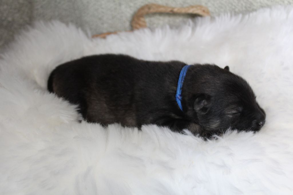 Du Domaine D'Alvheim - Chiots disponibles - Eurasier
